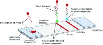lateral flow antigen test lateral flow antigen test